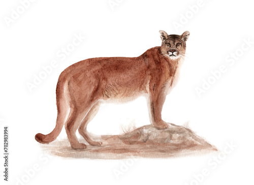 Ilustración en acuarela de Puma (Puma concolor) Mamíferos de Chile.