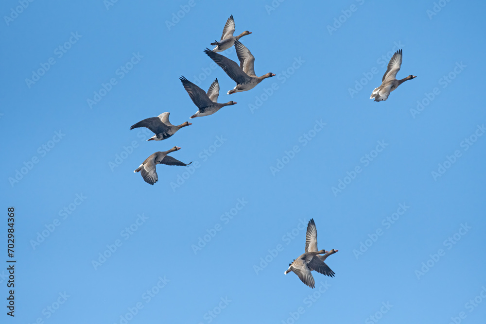 Greylag Goose (Anser anser) and Greater White-fronted Goose (Anser albifrons) flying in groups over the lake at Karataş Lake in Turkey. Greylag Goose (Anser anser) and Greater White-fronted Goose (Anser albifrons) flying in groups over the lake at Karataş Lake in Turkey.
