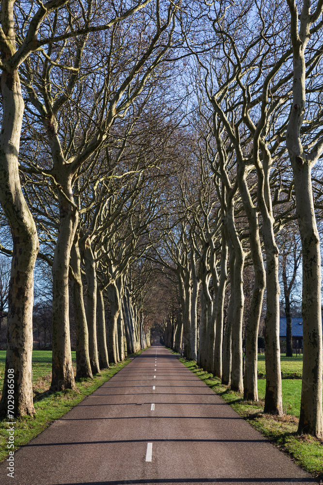 Narrow country road through a row of trees without leaves.