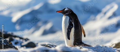 A penguin observing humans.