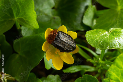 a carrion beetle - Oiceoptoma thoracica sits on a yellow flower in early spring in the forest photo