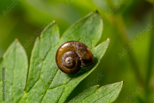 Oxychilus alliarius , commonly known as the garlic snail or garlic glass-snail