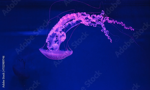 underwater shooting of beautiful Chrysaora hysoscella photo