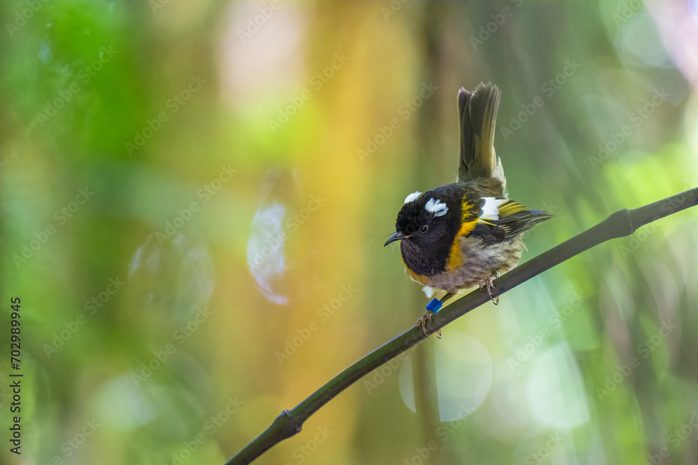 A male Hihi Stitchbird on a branch in New Zealand