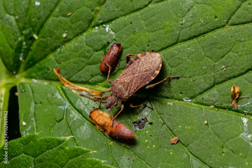 A closeup shot of a brown forest bug or red-legged shieldbug on a green leaf, Pentatoma rufipes photo
