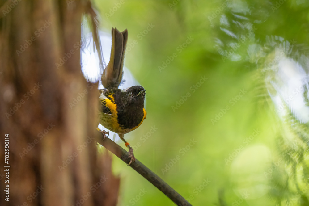 A male Hihi Stitchbird on a branch in New Zealand