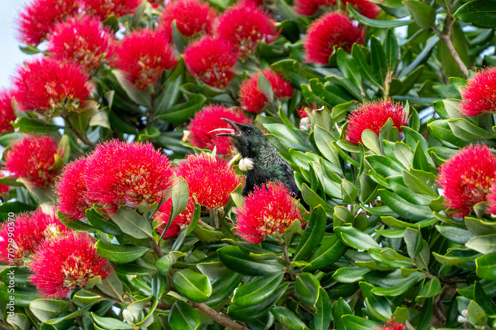 A Tui bird siningin a Pohutakawa tree amongst the red flowering blossoms in New Zealand