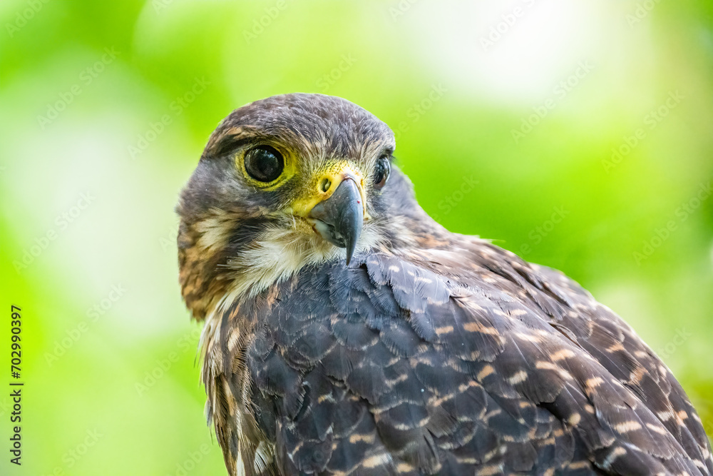 A New Zealand Falcon Bird also known as a Karearea