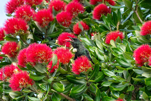 Obraz na płótnie A Tui bird siningin a Pohutakawa tree amongst the red flowering blossoms in New Zealand w salonie