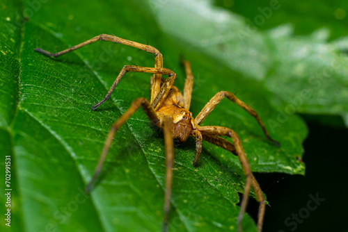 The nursery web spider Pisaura mirabilis is a spider species of the family Pisauridae