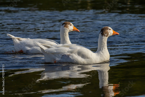 A domestic goose is a goose that humans have domesticated and kept for their meat, eggs, or down feathers. Domestic geese have been derived through selective breeding from the wild greylag goose