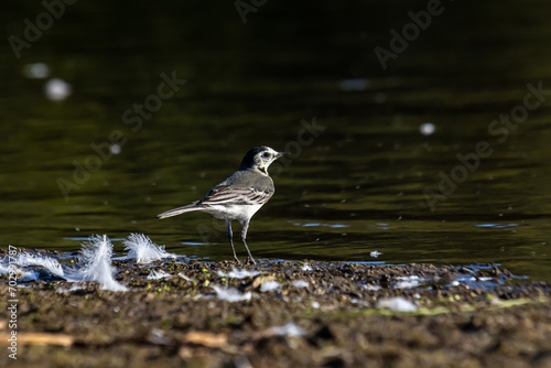 Motacilla alba - The white wagtail  is a small species of passerine bird in the Motacillidae family