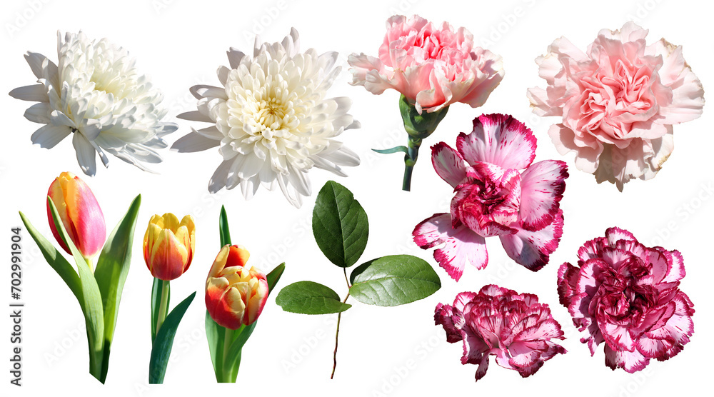 Set of Beautiful flowers. PNG isolated on a transparent background.