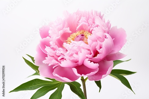 Pink peony flowers on white background