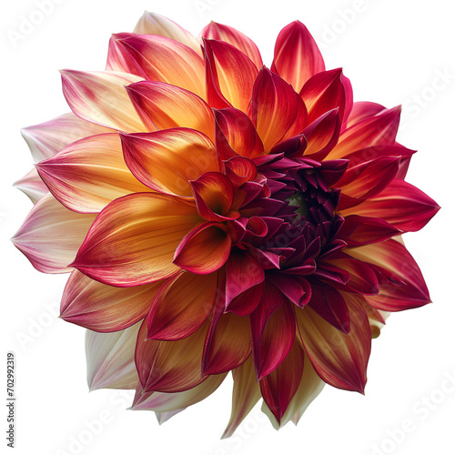 A vibrant close-up of a dahlia flower isolated on a transparent background  perfect for design elements.