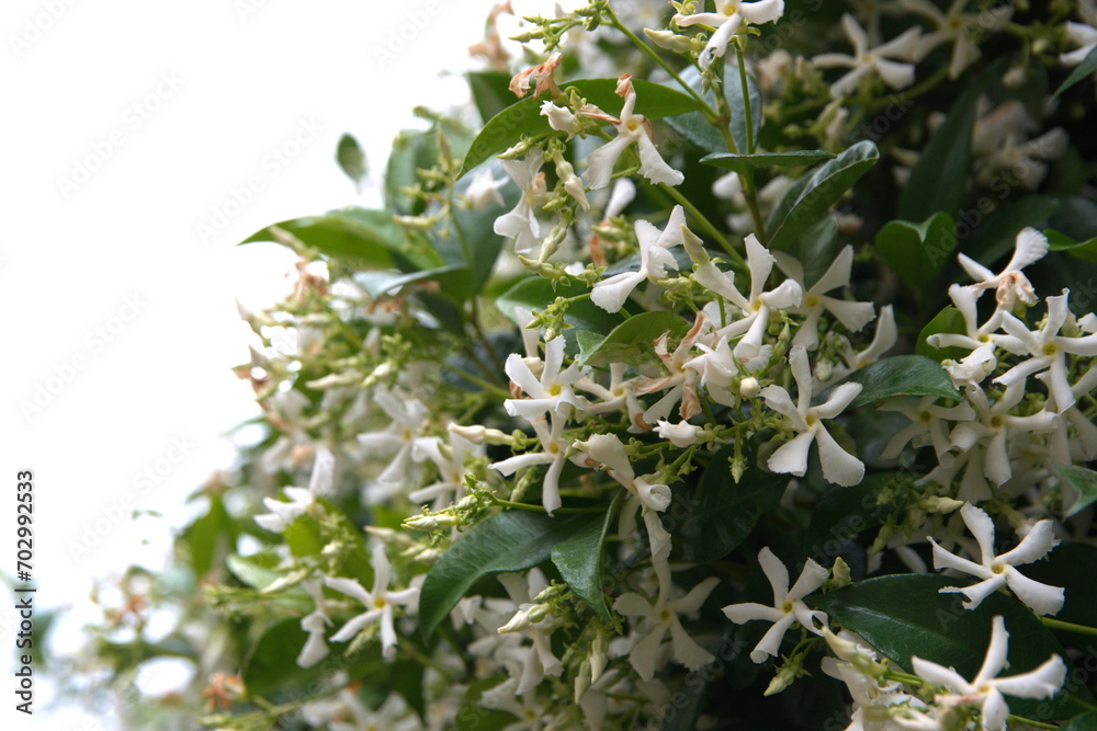 Chinese star jasmine Trachelospermum jasminoides in bloom Confederate