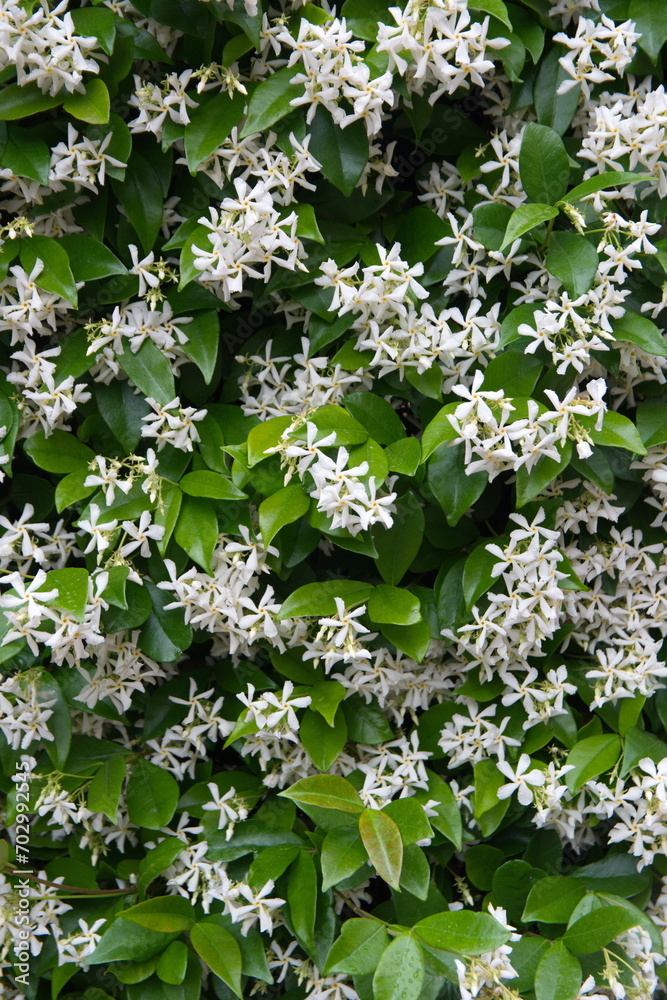 Chinese star jasmine - Trachelospermum jasminoides in bloom Confederate ...