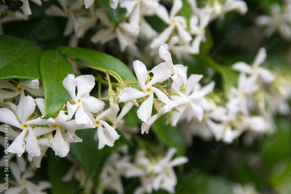 Chinese star jasmine - Trachelospermum jasminoides in bloom Confederate ...