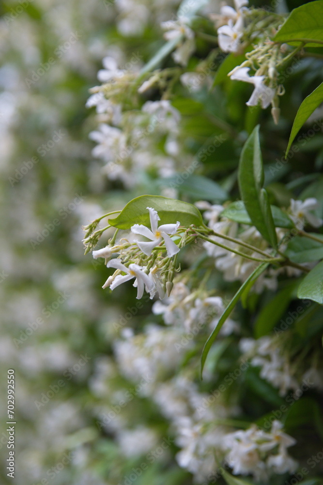 Chinese star jasmine Trachelospermum jasminoides in bloom Confederate
