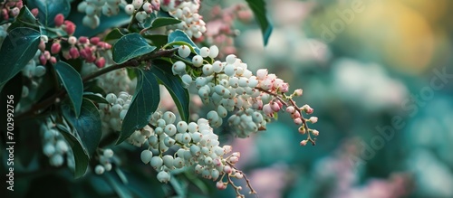 White Coralberry shrub with hanging cluster of white berries and pink flowers under blue-green leaves. photo