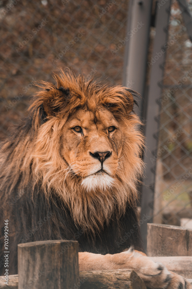 Fototapeta premium portrait of a lion
