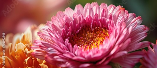 Pink Surprise variety of Calendula marigold in closeup