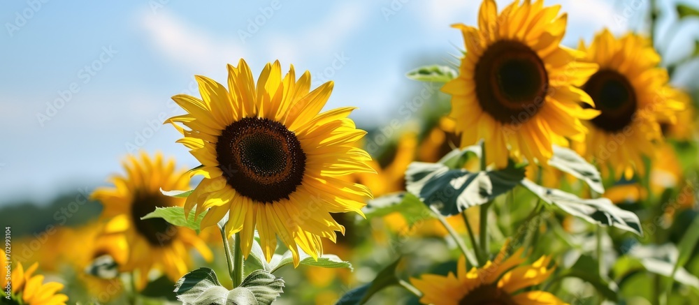 Fototapeta premium Beautiful sunflowers in the summer.