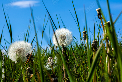 Dmuchawce w zielonej trawie latem kwiat polny © Piotr Gancarczyk