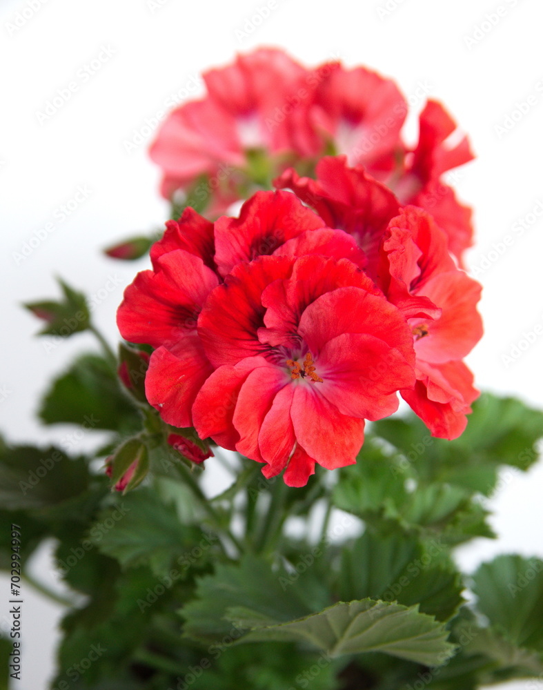 Elegance Rosanna Regal Geranium, Geranium grandiflorum with scarlet - red flowers