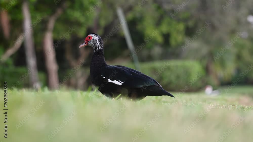 Lakeside Muscovy Duck Flapping Wings Dry Lakeside Muscovy Duck Flapping Wings Dry