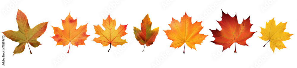 Obraz premium Set of autumn fall maple leaves isolated on transparent background PNG