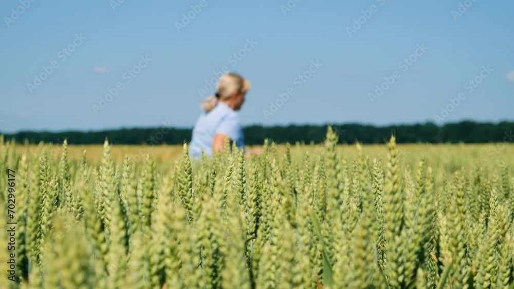 wheat grows on the field. Selective focus. wheat grows on the field. Selective focus.