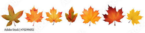 Set of autumn fall maple leaves isolated on transparent background PNG