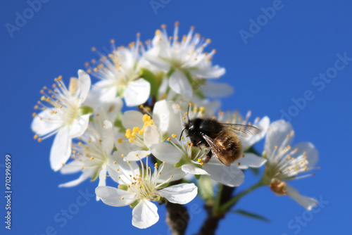 A pollinator bee collects nectar among the white flowers of a fruit tree in spring
