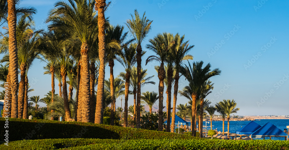 Panoramic view of Sharm El sheik Egypt. View of the beach and palm tress on a sunny day.