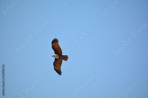 The Brahminy Kite is also known by a few other names including Red-backed Kite, Chestnut-white Kite, and Rufous Eagle. 