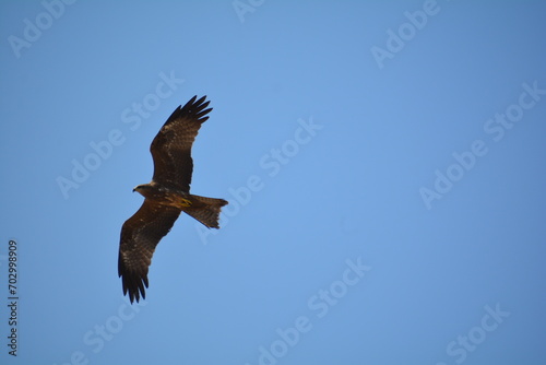 The Brahminy Kite is also known by a few other names including Red-backed Kite, Chestnut-white Kite, and Rufous Eagle. 