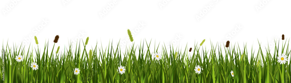 Realistic grass meadow vector banner with wild flowers on transparent background - obrazy, fototapety, plakaty 