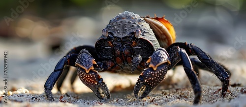 The Coconut Crab, the largest of land Hermit Crabs, no longer needs mollusc shells for protection, only returning to the sea to breed. photo