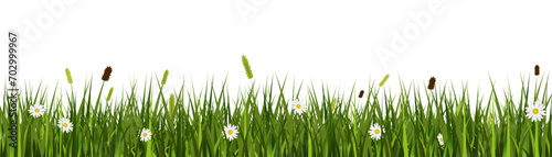 Realistic grass meadow vector banner with wild flowers on transparent background