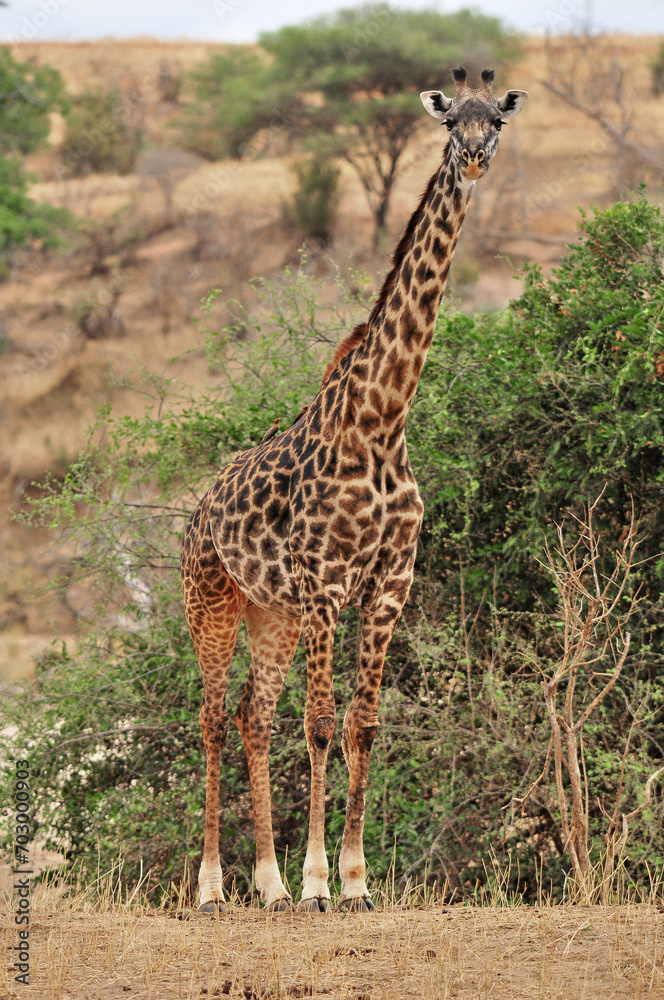 The giraffe (Giraffa camelopardalis) is an African even-toed ungulate mammal, the tallest of all extant land-living animal species, and the largest ruminant. The giraffe (Giraffa camelopardalis) is an African even-toed ungulate mammal, the tallest of all extant land-living animal species, and the largest ruminant.