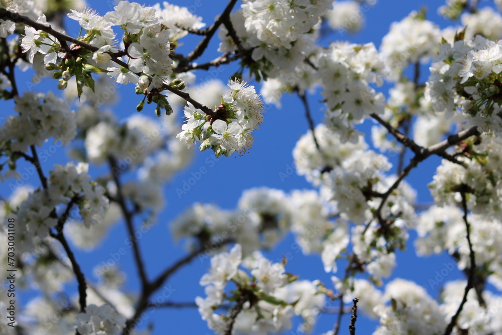 cherry tree blooming in spring cherry tree blooming in spring