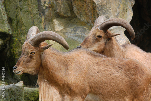 The Barbary sheep (Ammotragus lervia), also known as aoudad  is a species of caprine native to rocky mountains in North Africa. photo