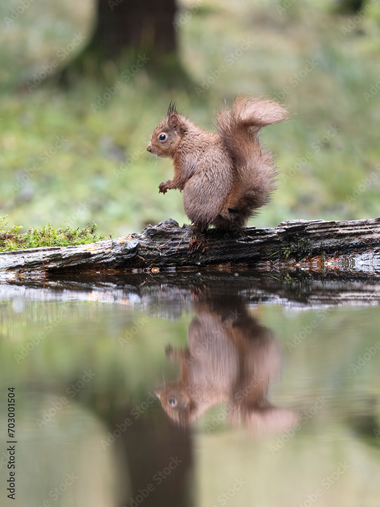 Red squirrel, Sciurus vulgaris Red squirrel, Sciurus vulgaris