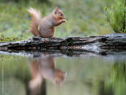 Red squirrel, Sciurus vulgaris