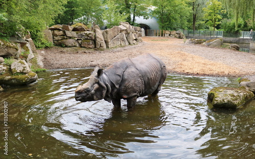 Indian rhinoceros (Rhinoceros unicornis) in the zoo, in the water