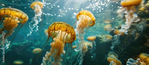 Jellyfishes seen beneath the water