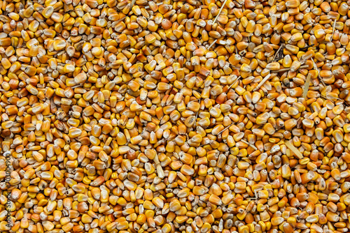 Yellow corn background with copy or text space