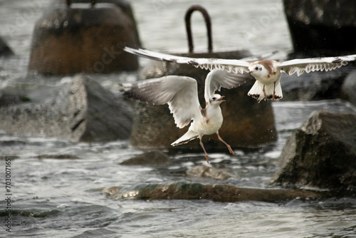 Mewa śmieszka, Laughing seagull