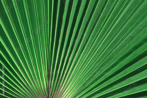 Tropical Palm Leaf. Green background. Striped palm foliage in rain forest. Tropical leaf texture. Exotic plant. Mediterranean flora. Green leaf of palm tree. Abstract texture background. 